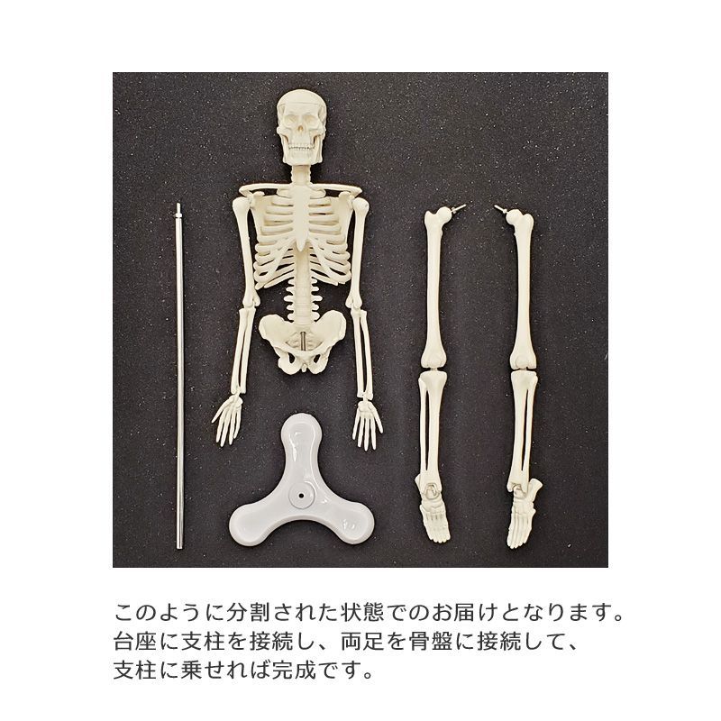 人体模型 等身大 ガイコツ 骨格 180cm 組み立て式 歯の付属品 病院