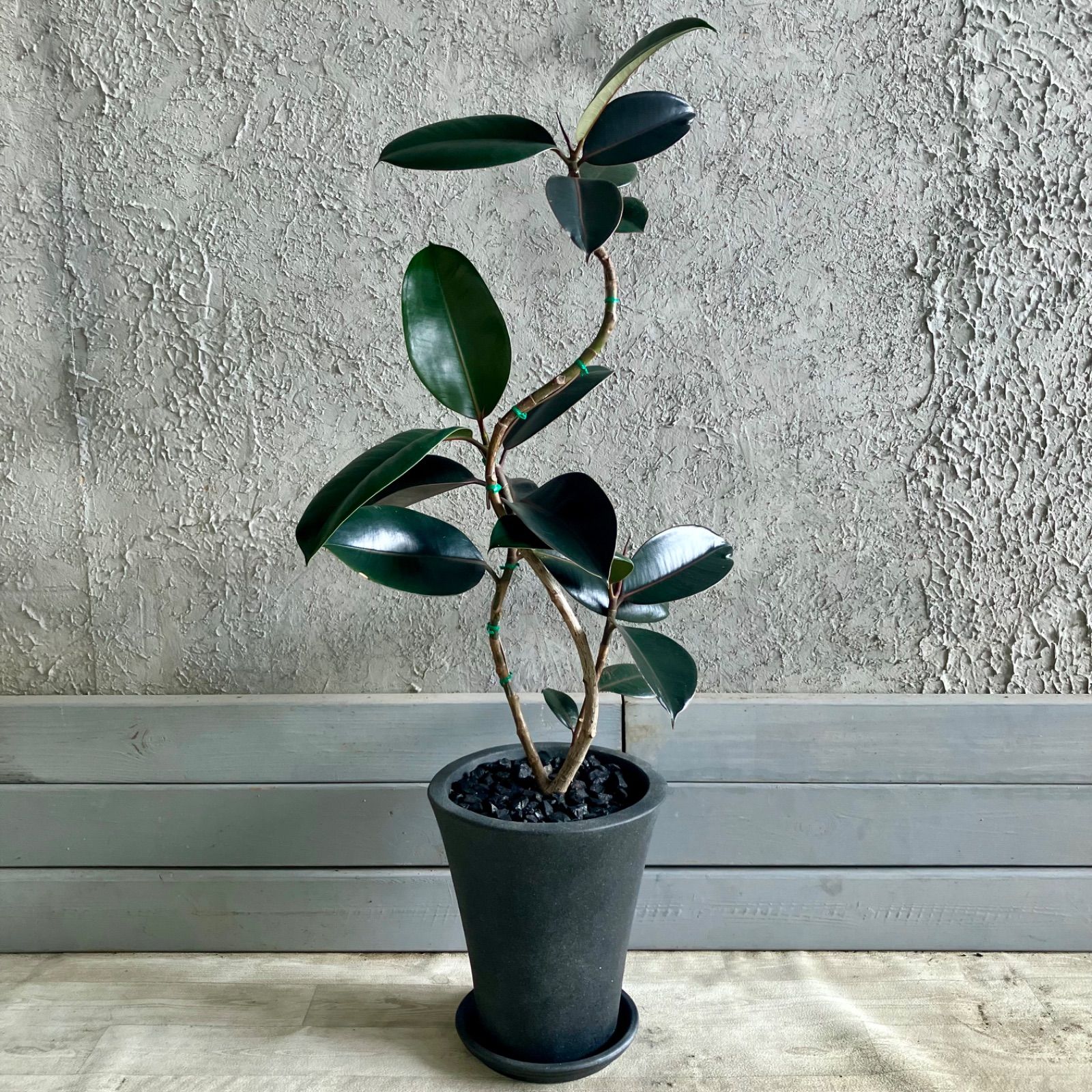 大型　フィカス　エラスティカ　S字仕立て　陶器鉢　植え込み発送 大型 フィカス エラスティカ S字仕立て 陶器鉢 植え込み発送