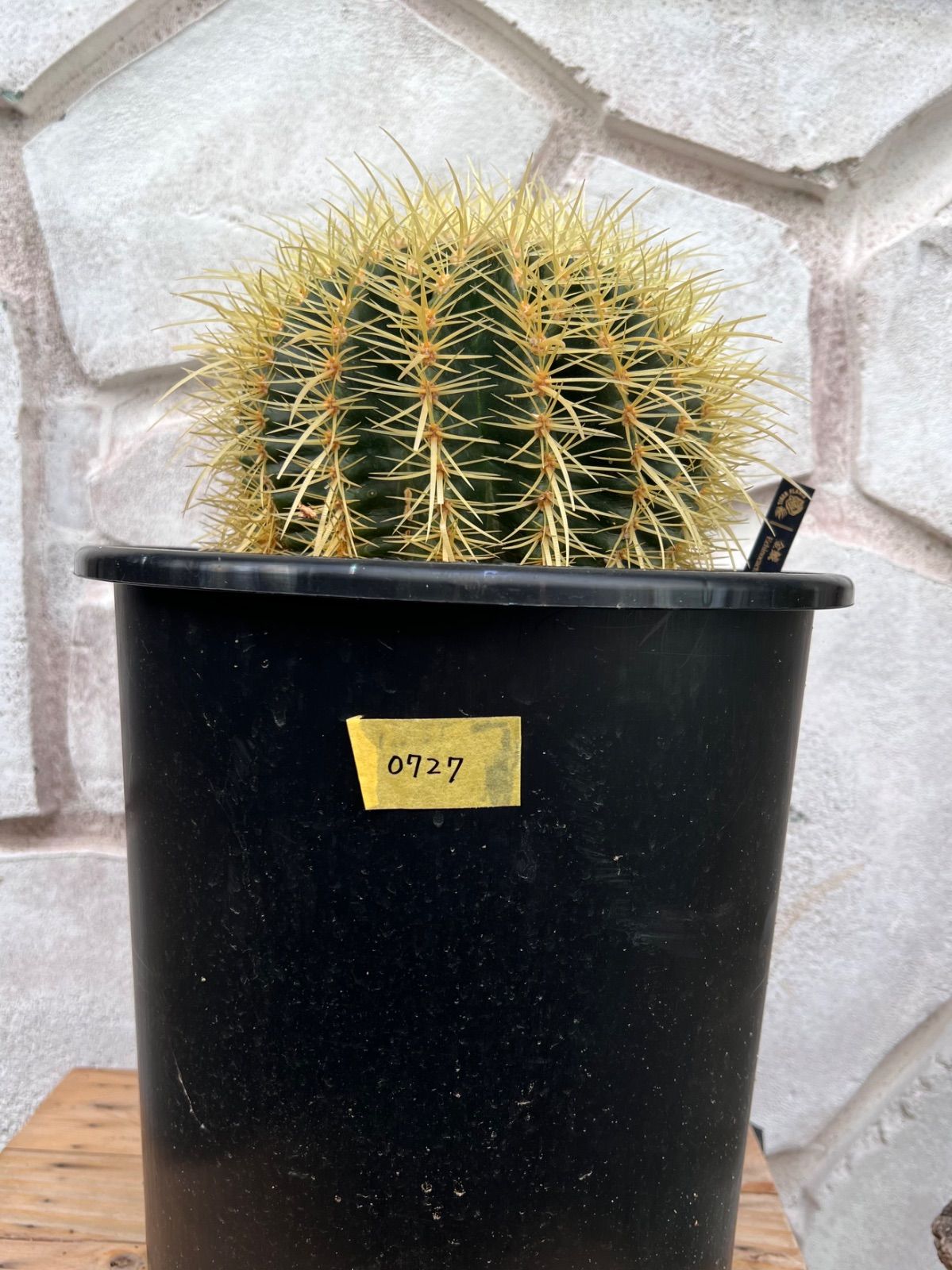 A*.様 金鯱 8号 bigblazeページの2 金鯱 8号2