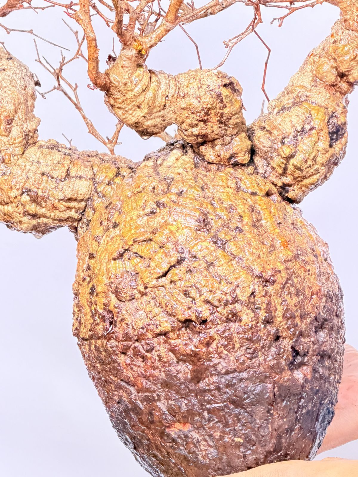 パキプス コーデックス