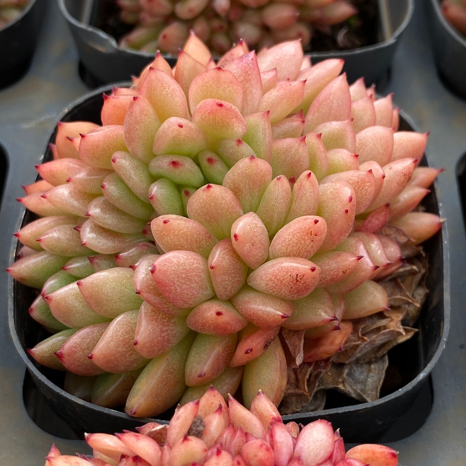 LB1336×50 コクオウ