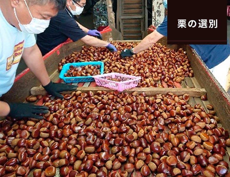 須木栗グラッセ 100g 宮崎県産 須木栗使用 須木特産 栗 秋の旬