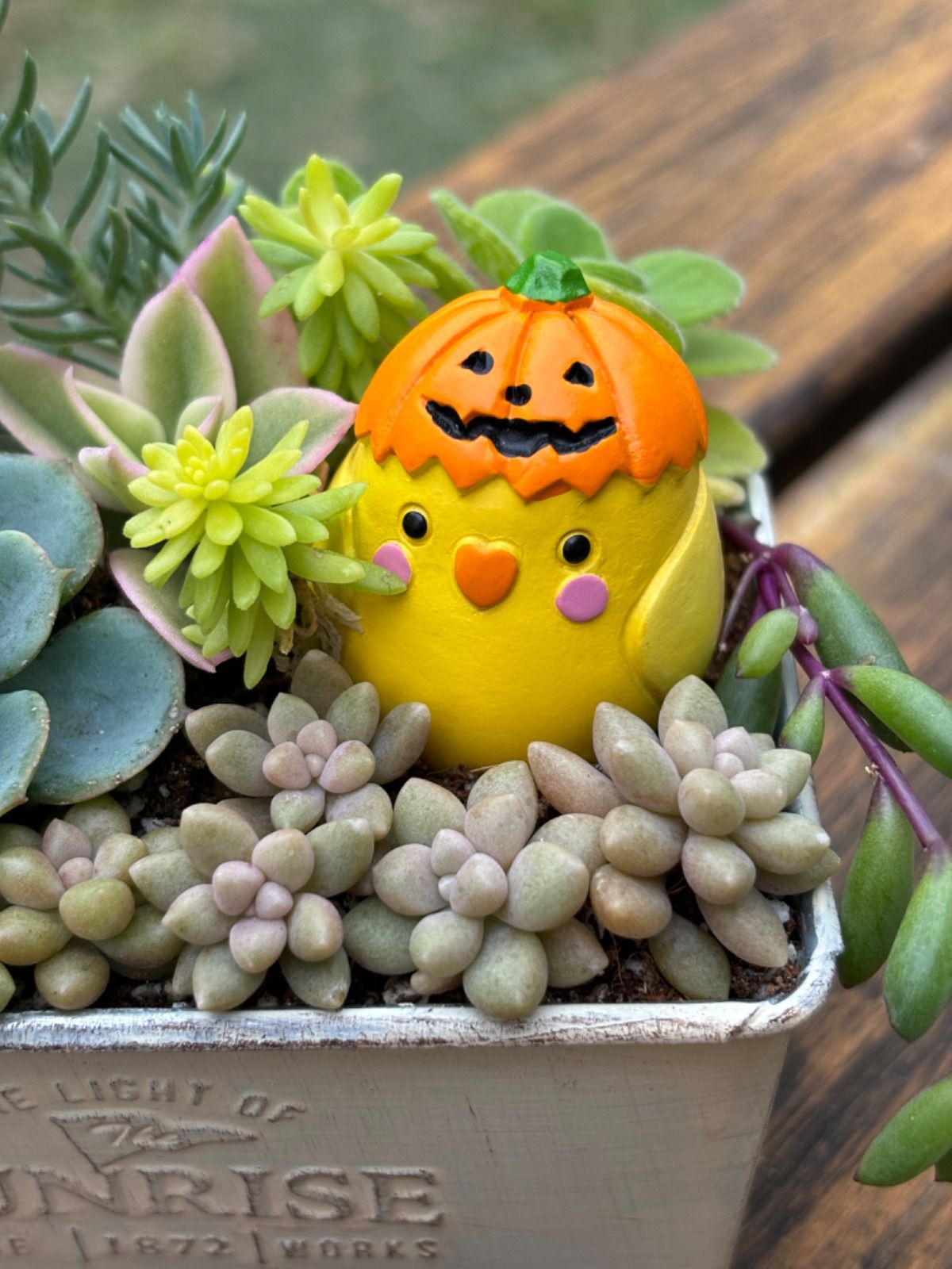 ☆10/26土曜〜30水曜まで！☆限定☆多肉植物＊七福神＊そのまま飾れる 