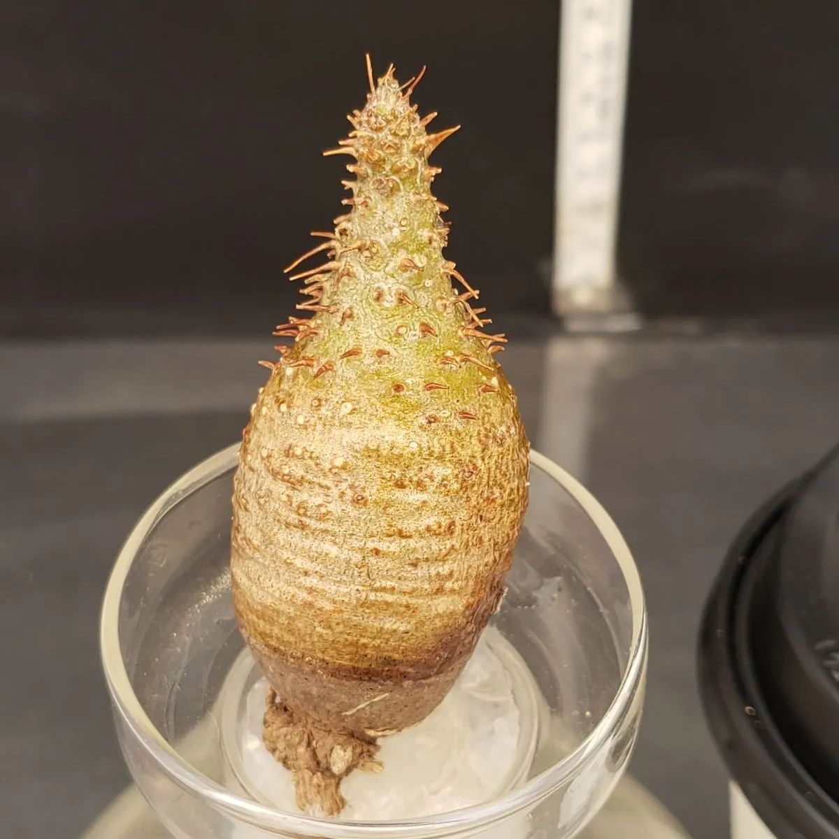 G024【最新到着】Pachypodium グラキリス（SS・チビグラキ）（現地球・抜き苗）【塊根植物】 - メルカリ