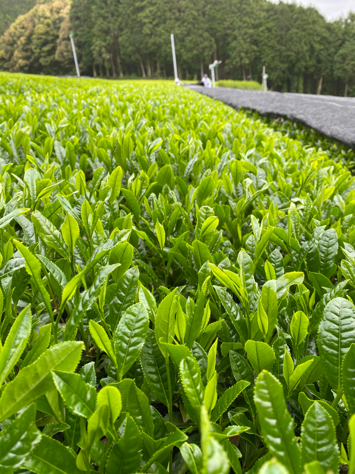 令和6年1番茶（新茶）　農薬不使用　そのぎ玉緑茶　オリジナルブレンド