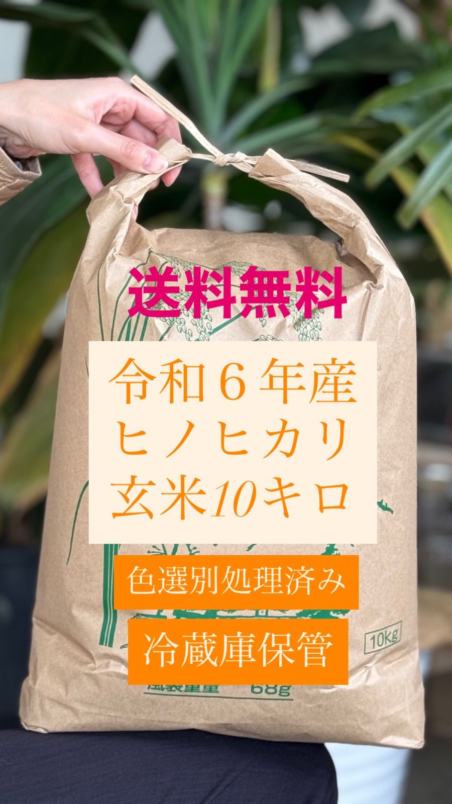 ヒノヒカリ 令和6年産 玄米10キロ 冷蔵庫保管