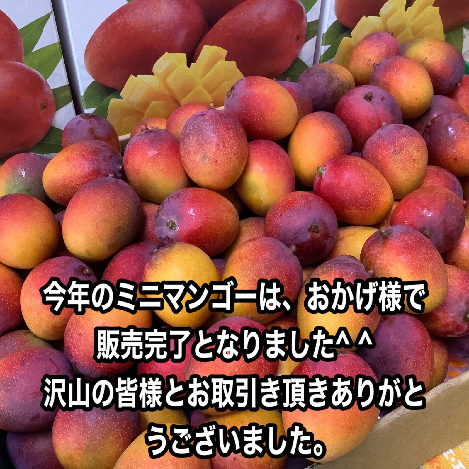 沖縄産 ミニマンゴー 約3kg 沖縄産おすすめミニマンゴー【約6kg】クール発送 - メルカリ