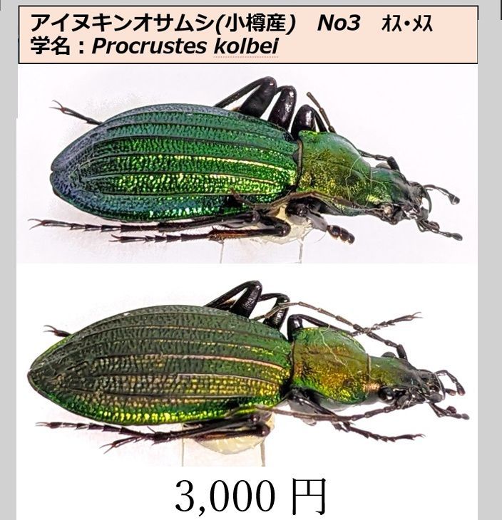 【コエポン】お取り置き品 昆虫標本 Amazon.co.jp: 本物の昆虫標本、虫標本、蝶標本、昆虫のタキシダーミー