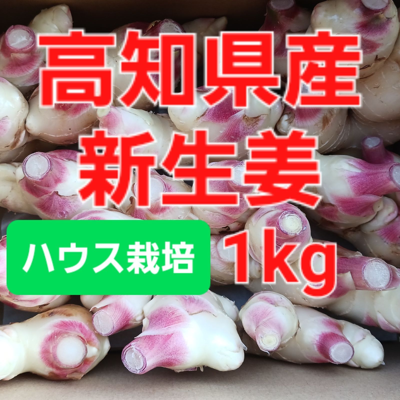 農家直送 高知県産生姜1kg