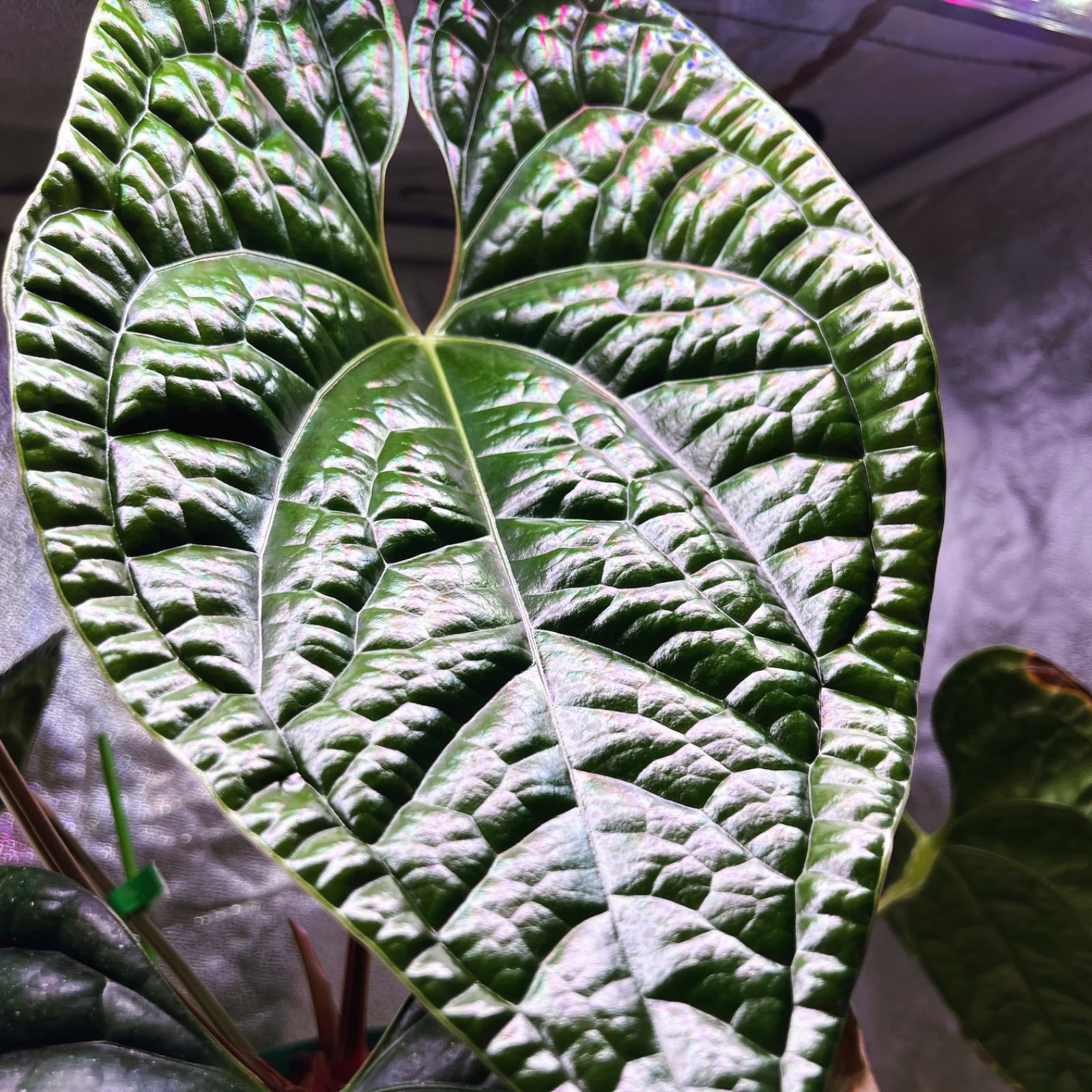 Anthuroom】(select) Anthurium 