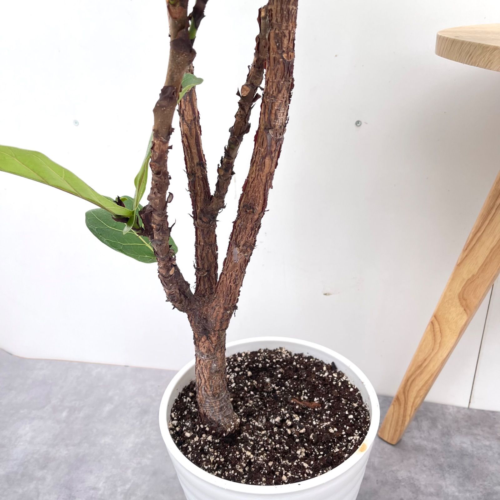 カシワバゴム　フィカス　リラータ　2【現品】観葉植物　大型　室内 カシワバゴム フィカス リラータ 2【現品】観葉植物 大型 室内
