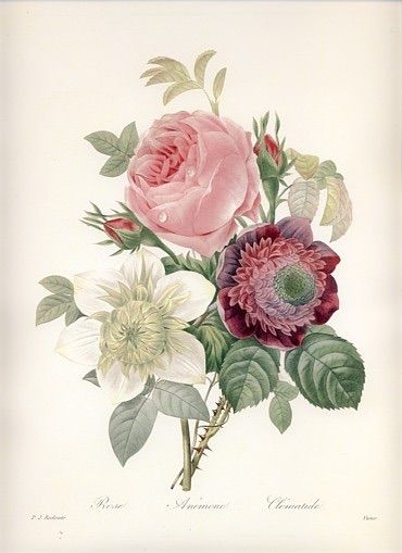 ルドゥーテ　バラ　アネモネ　テッセン　ブーケP.J. Redouté 花の絵 ルドゥーテ バラ アネモネ テッセン ブーケP.J. Redouté 花の絵 花の