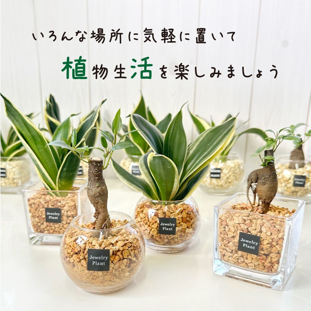 観葉植物 お中元 ハイドロカルチャー サンスベリア オレンジゼオライト 