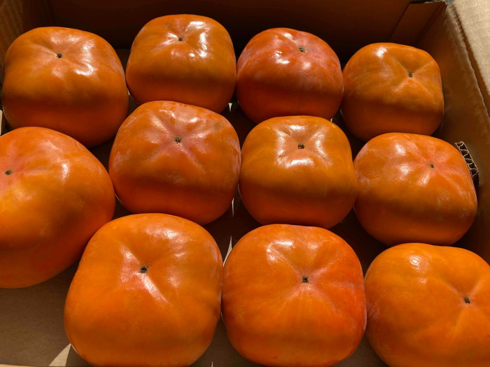 ＪＡ豊橋 贈答用 次郎柿 赤秀3Ｌ 約10ｋｇ