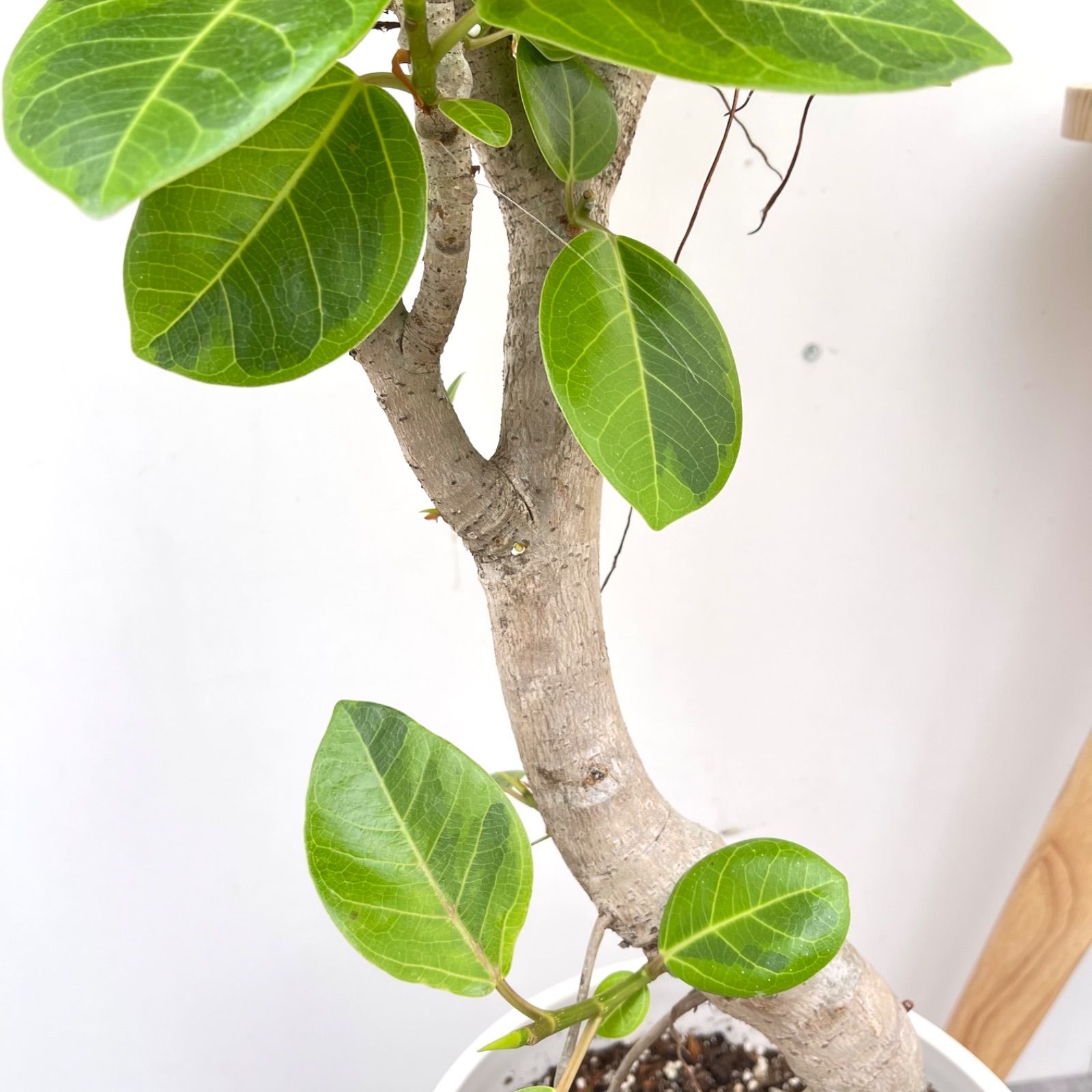現品　フィカス　ゴムの木　アルテシマ　曲がり　34　インテリアグリーン　観葉植物 現品 フィカス ゴムの木 アルテシマ 曲がり 2番 インテリア