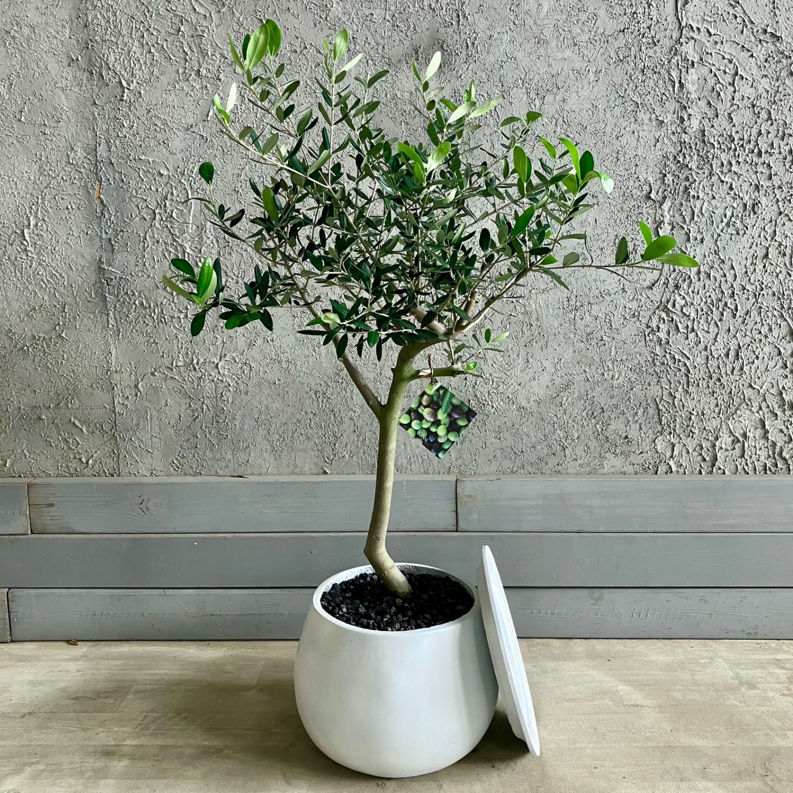 観葉植物 オリーブ ルッカ 8号 SOUJU