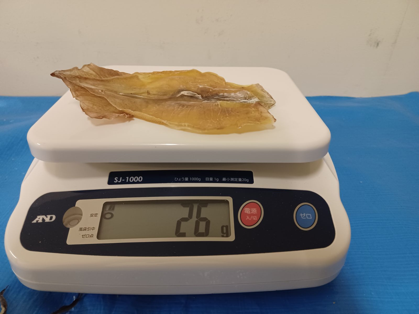 前浜するめだるま1.6kg
