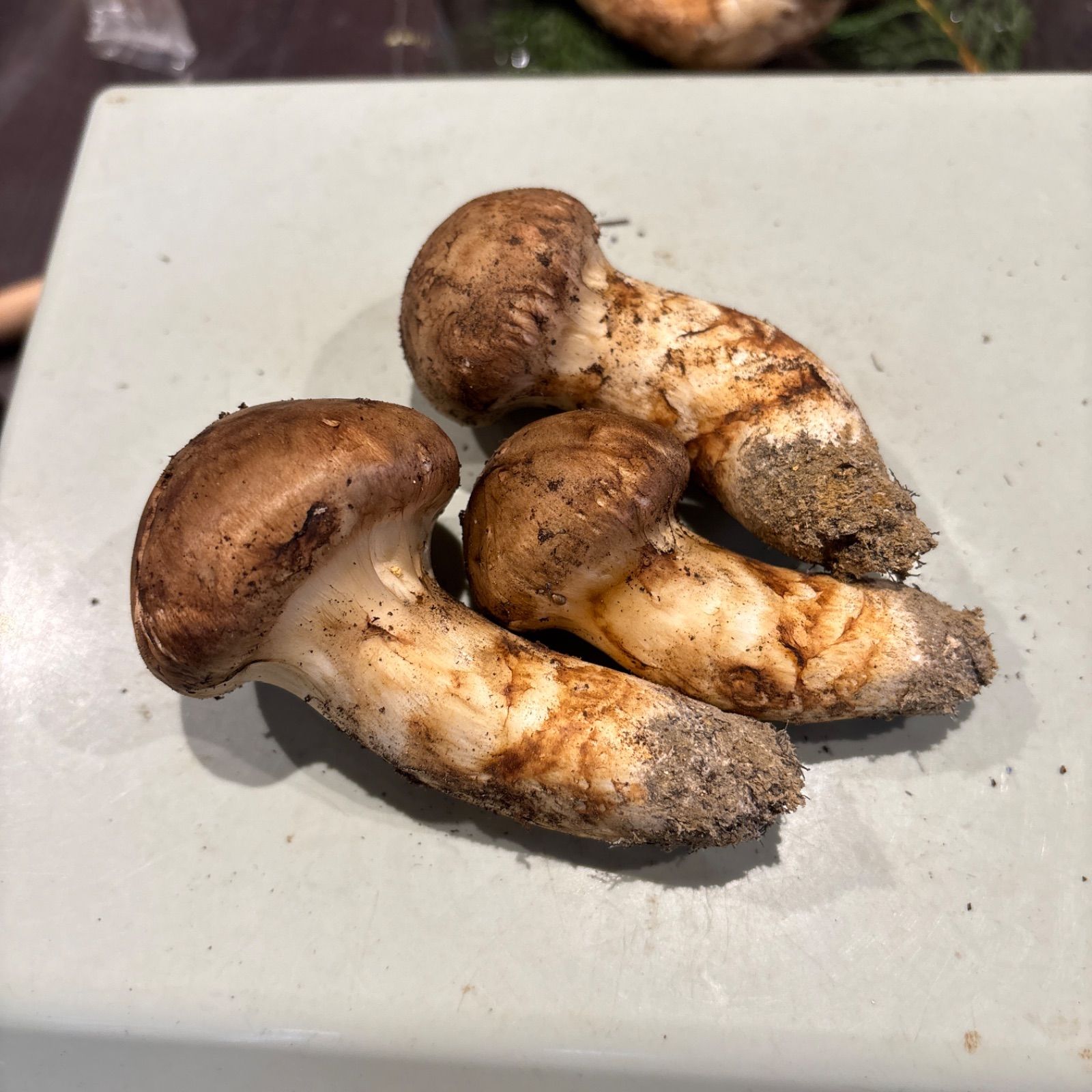 長野県信州産　国産松茸　約100g 長野県 信州産 松茸 100g