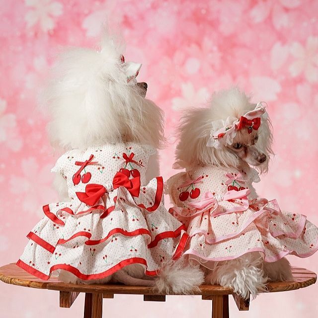 犬服 夏 きゃんナナ さくらんぼフレアワンピース ピンク レッド SS-LL