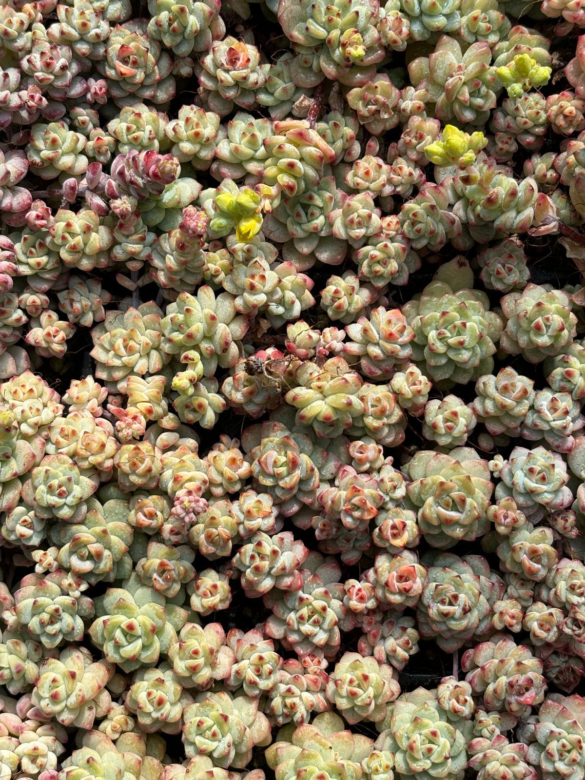 コレクション 新入荷 キャラメルの妖精 鮮やかな105苗セット 土と