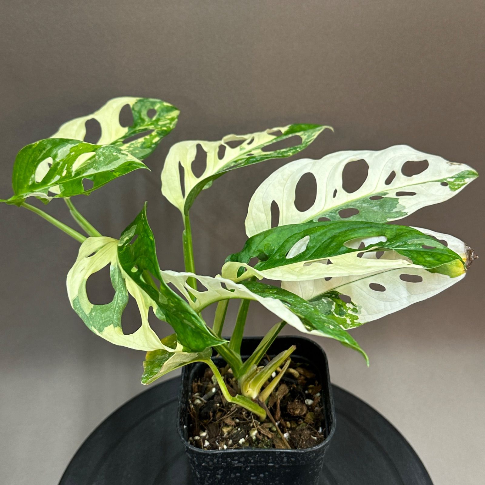 モンステラ フリードリヒスターリー マドカズラ 斑入り no.665-2