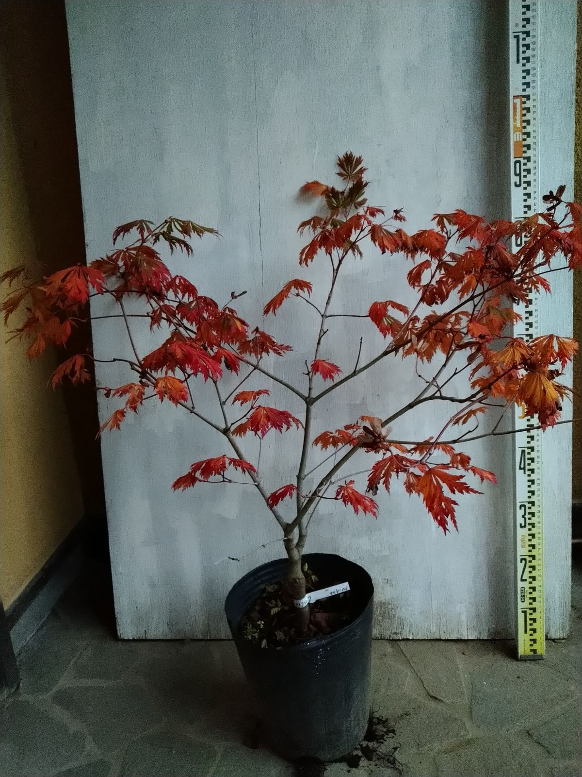 ヤマコウバシ盆栽 SS004 ヤマコウバシ盆栽 SS004 インテリア盆栽「ヤマコウバシ」 盆栽