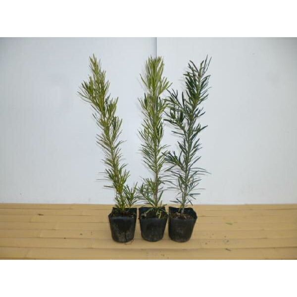 苗/苗木 【20本セット】 オファー ラカンマキ 樹高0.5m前後 15cm 苗/苗木 【20本セット】 オファー ラカンマキ 樹高0.5m前後 15cm