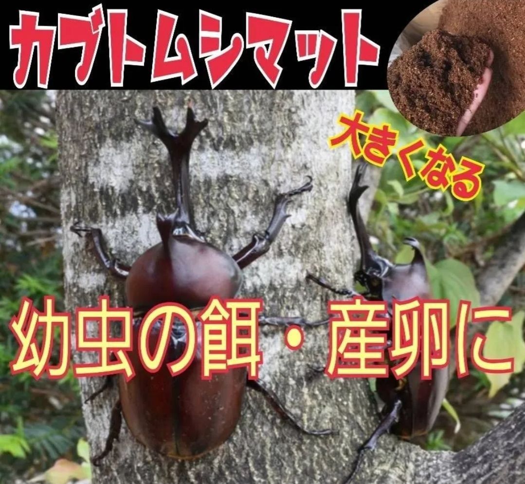 カブトムシ専用 黒アワビタケ発酵マット【6袋】幼虫の餌・産卵に！ 雑虫が