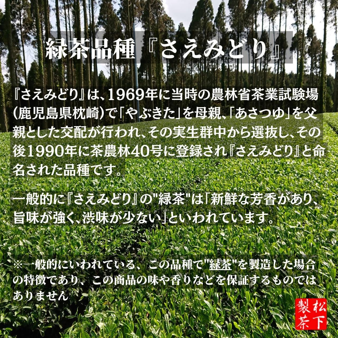 【2022年産】種子島の有機緑茶『さえみどり』 茶葉(リーフ) 100g-3