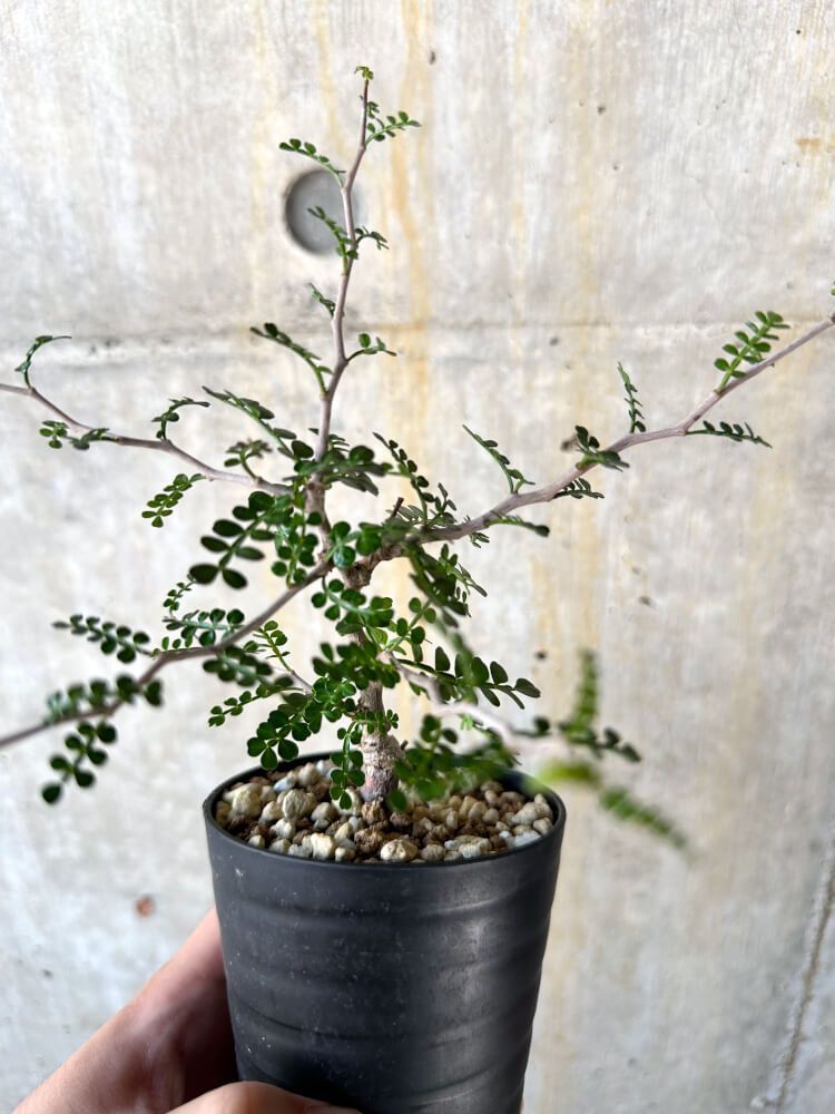 【管理良好・発根済】ヤトロファ　マルギナータ（塊根植物）ODDROOTS管理株 G646【自社養生株】ヤトロファ マルギナータ（発根株・鉢植え）【塊根