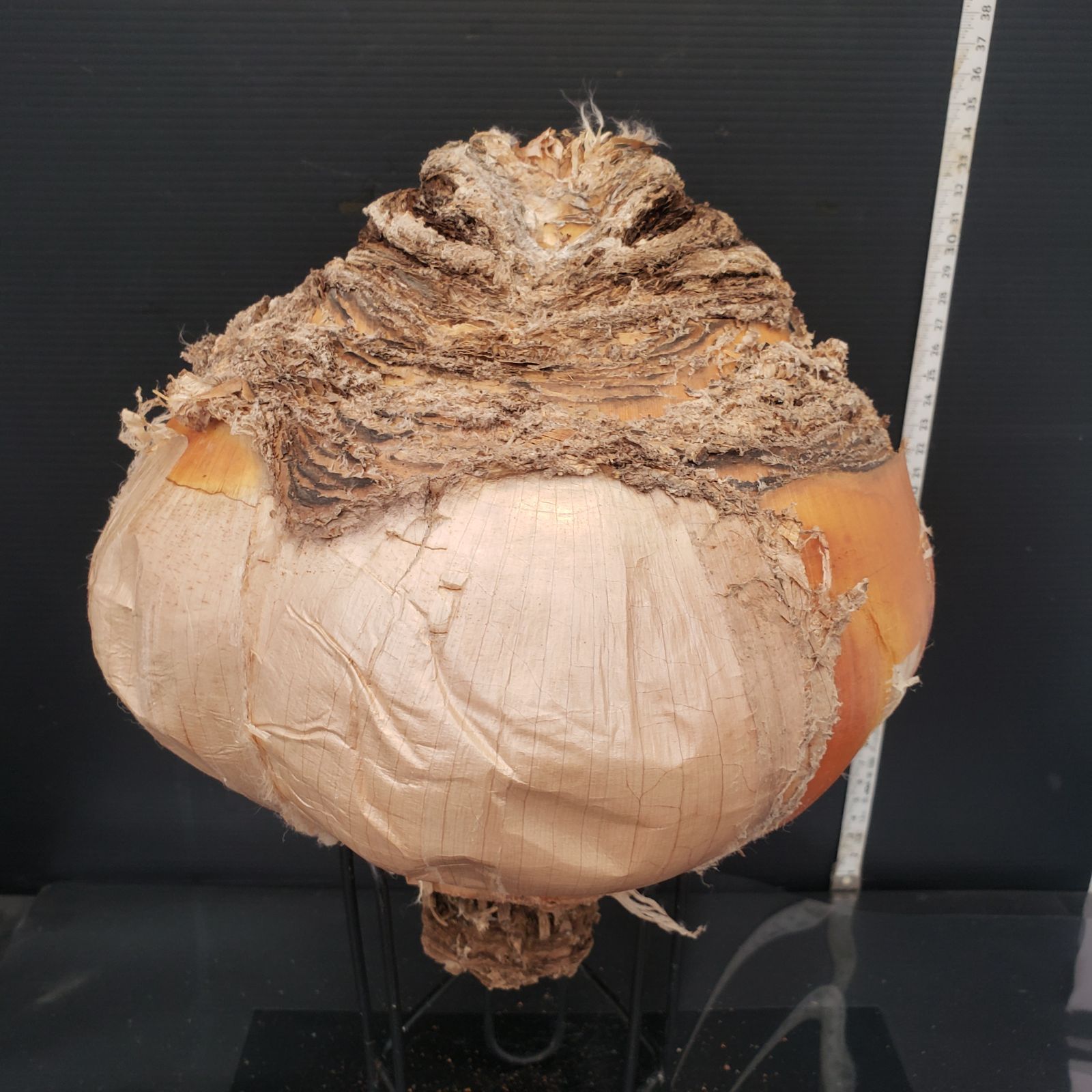 Z417 最新到着 Boophane ハエマンソイデス ML 現地球 抜き苗 球根植物 ブーファン ハエマンソイデス