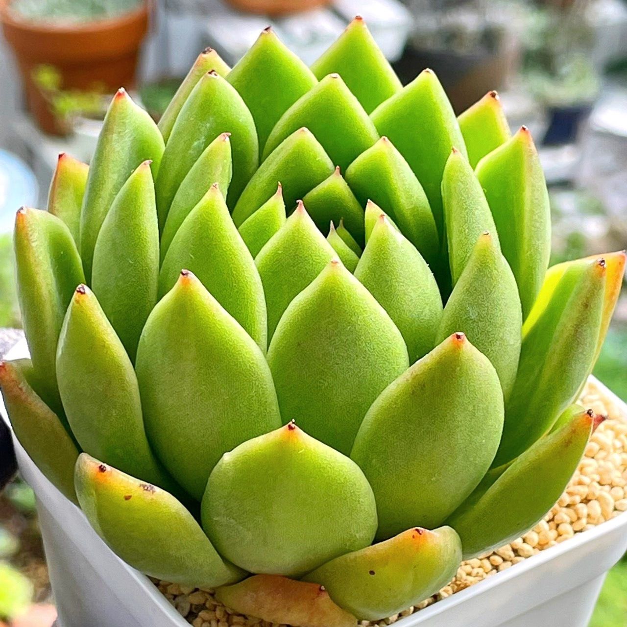 多肉植物Green部 様專用 精悍 