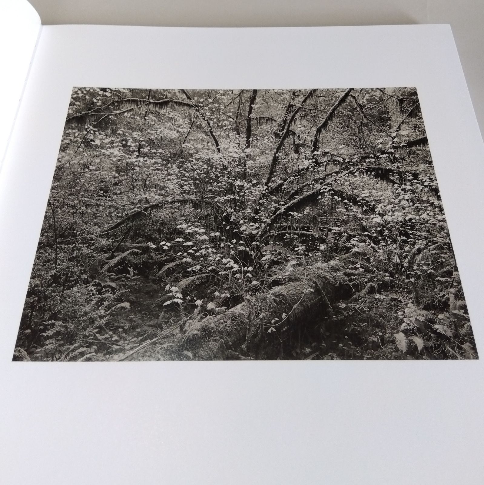 Richard Rothman: Redwood Saw Redwood Saw | with Portrait Photographers
