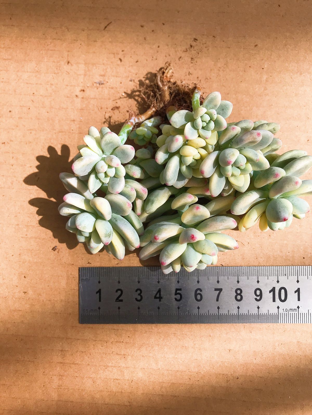 ラウル錦 カット苗 多肉植物 ラウル錦 カット苗 多肉植物 ラウル錦 カット苗 多肉植物