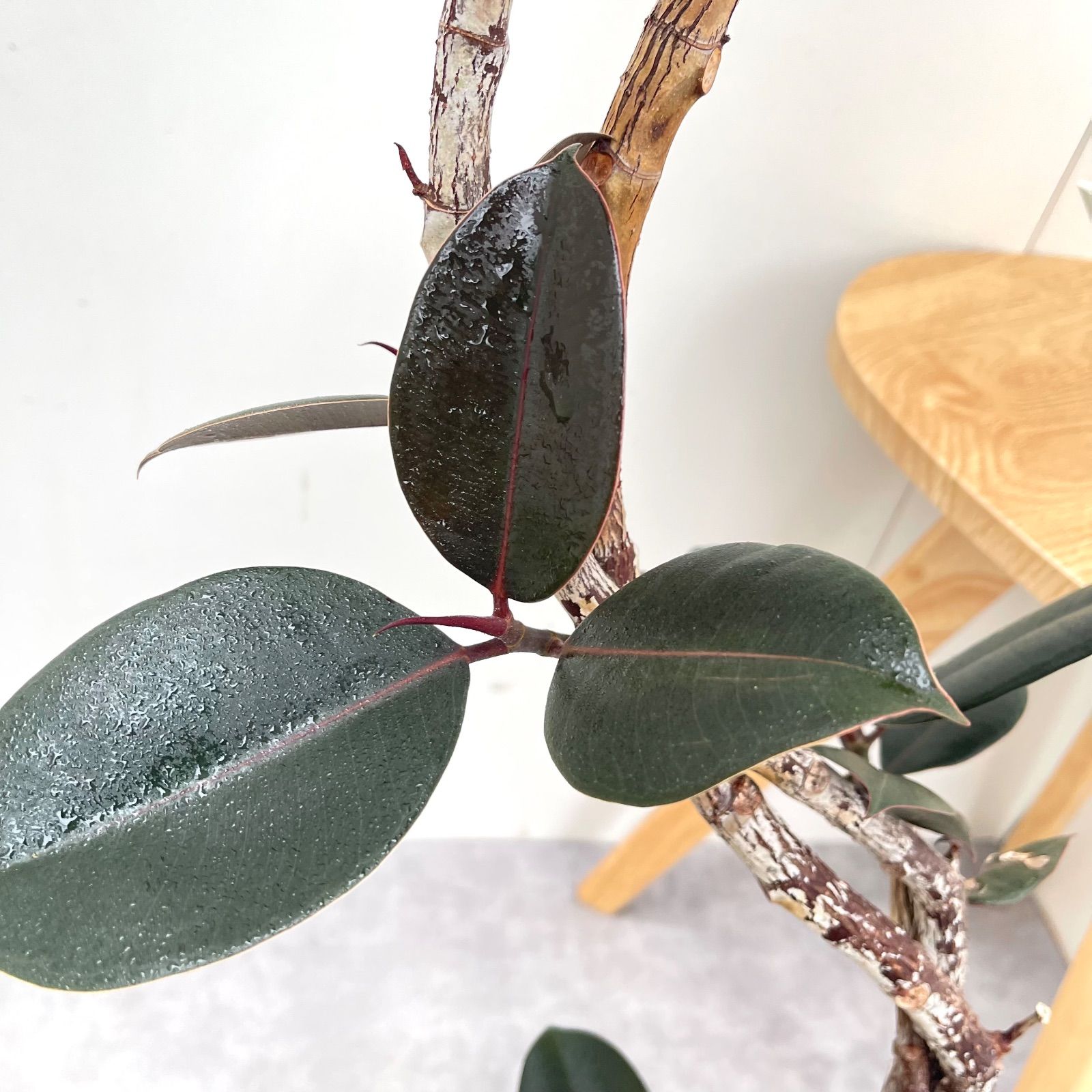 バーガンディ 曲がり