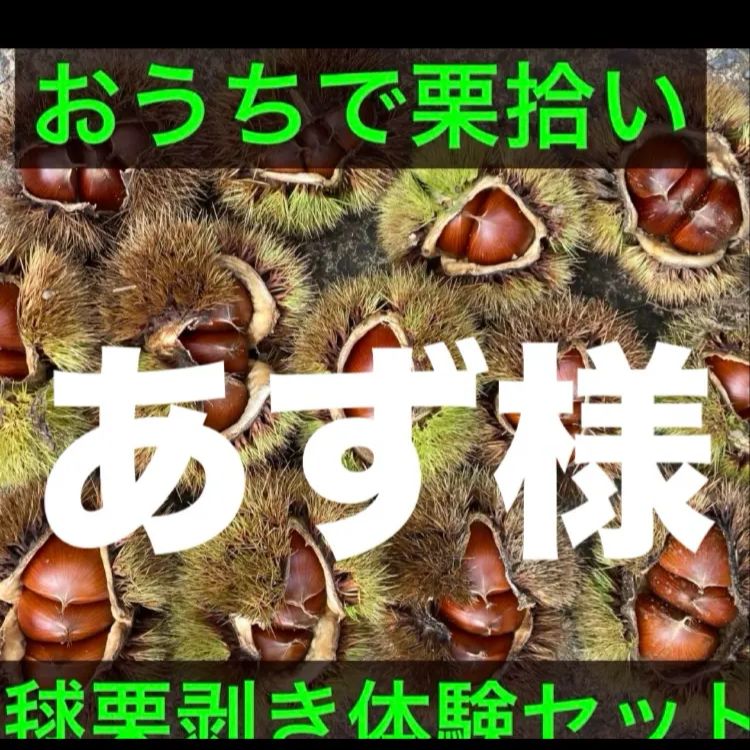 ⑥⓪自宅で栗拾い☘️無農薬生栗★自宅で栗拾い★阿蘇山天然水使用★朝採り発送 ⑥⓪自宅で栗拾い☘️無農薬生栗☆自宅で栗拾い☆阿蘇山天然水使用☆朝