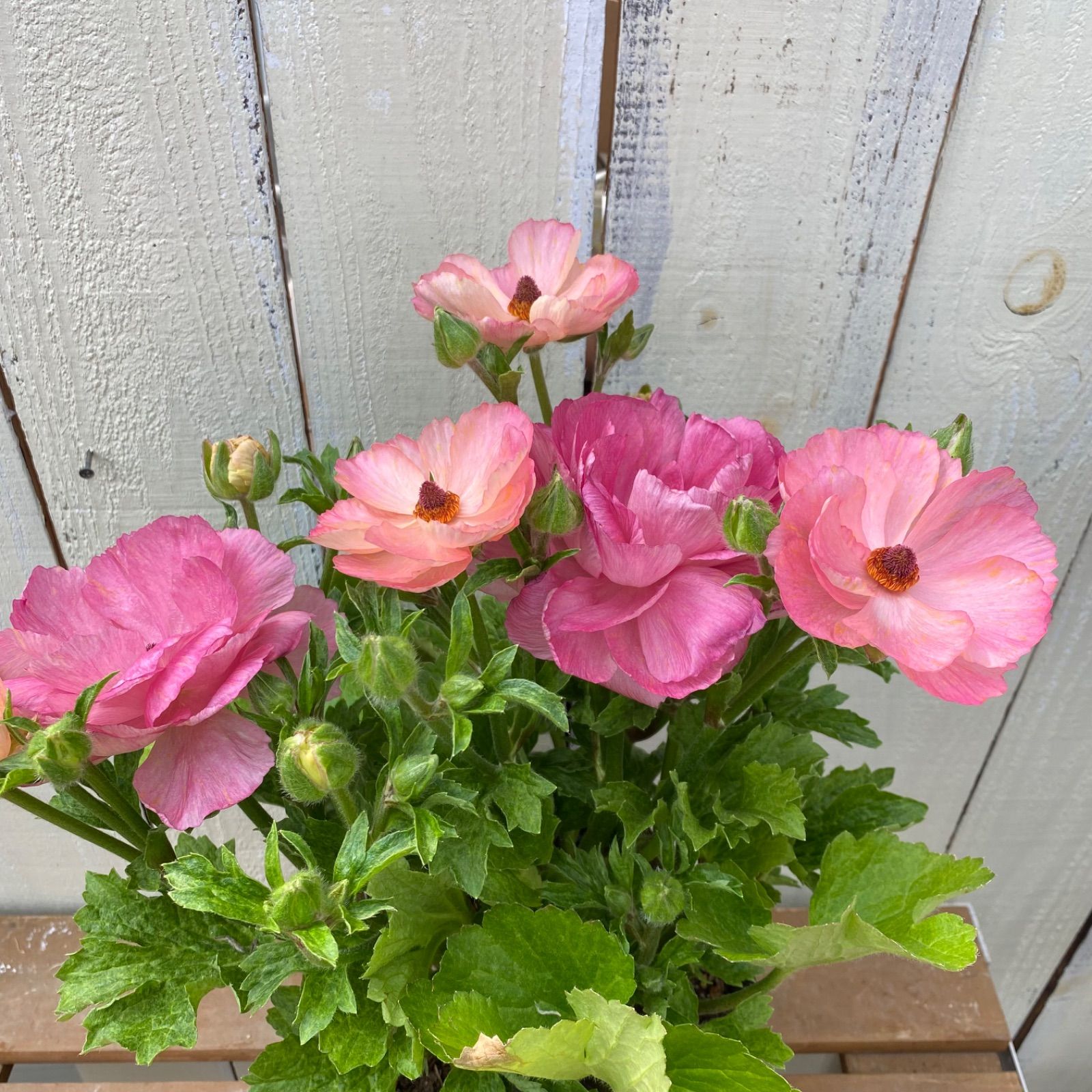 ラナンキュラスラックス セイレン - メルカリ