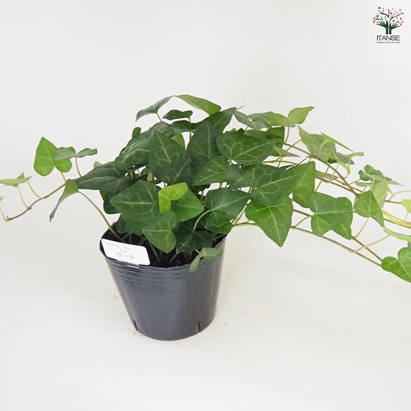 ＩＴＡＮＳＥ ヘデラ サーク ハートヘデラ 3号 6個セット 品種で選べる観葉植物 学名 Hedera helix Sark ウコギ科 別名 アイビー セイヨウキヅタ フユヅタ 冬蔦 英名 Heart Ivy●葉は5裂片に分かれており 比較 YUZUMIYA_COM