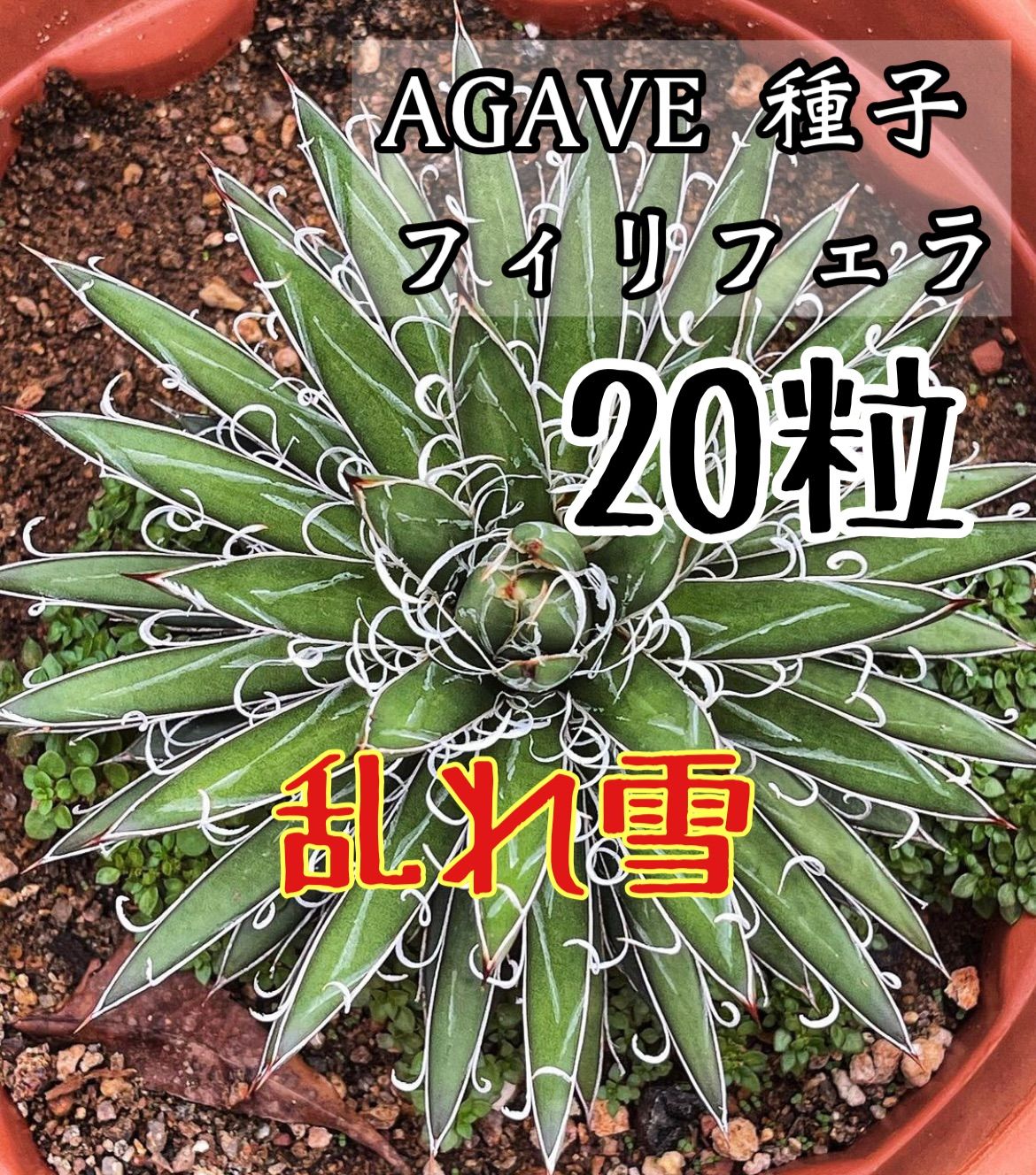 アガベ フィリフェラ 乱れ雪 種子20粒 - 観葉植物