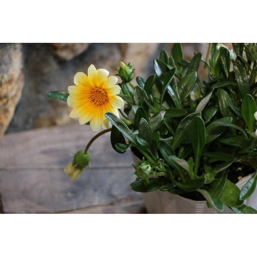 ガザニア ビースト カナリアスマイル12ポット - メルカリ ガザニア