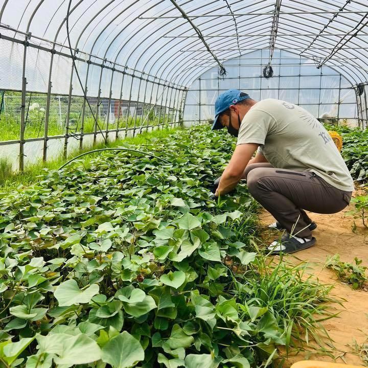 冬バーゲン☆】 茨城県産紅はるか100キロ 海花様専用品 tdh