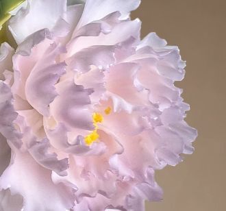 ピンク牡丹 大輪花モチーフ