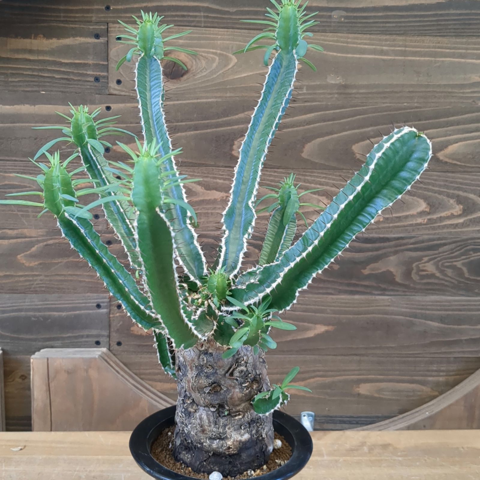 ユーフォルビア ムランジーナ【 稀有 】早いもの勝ち 鉢のまま