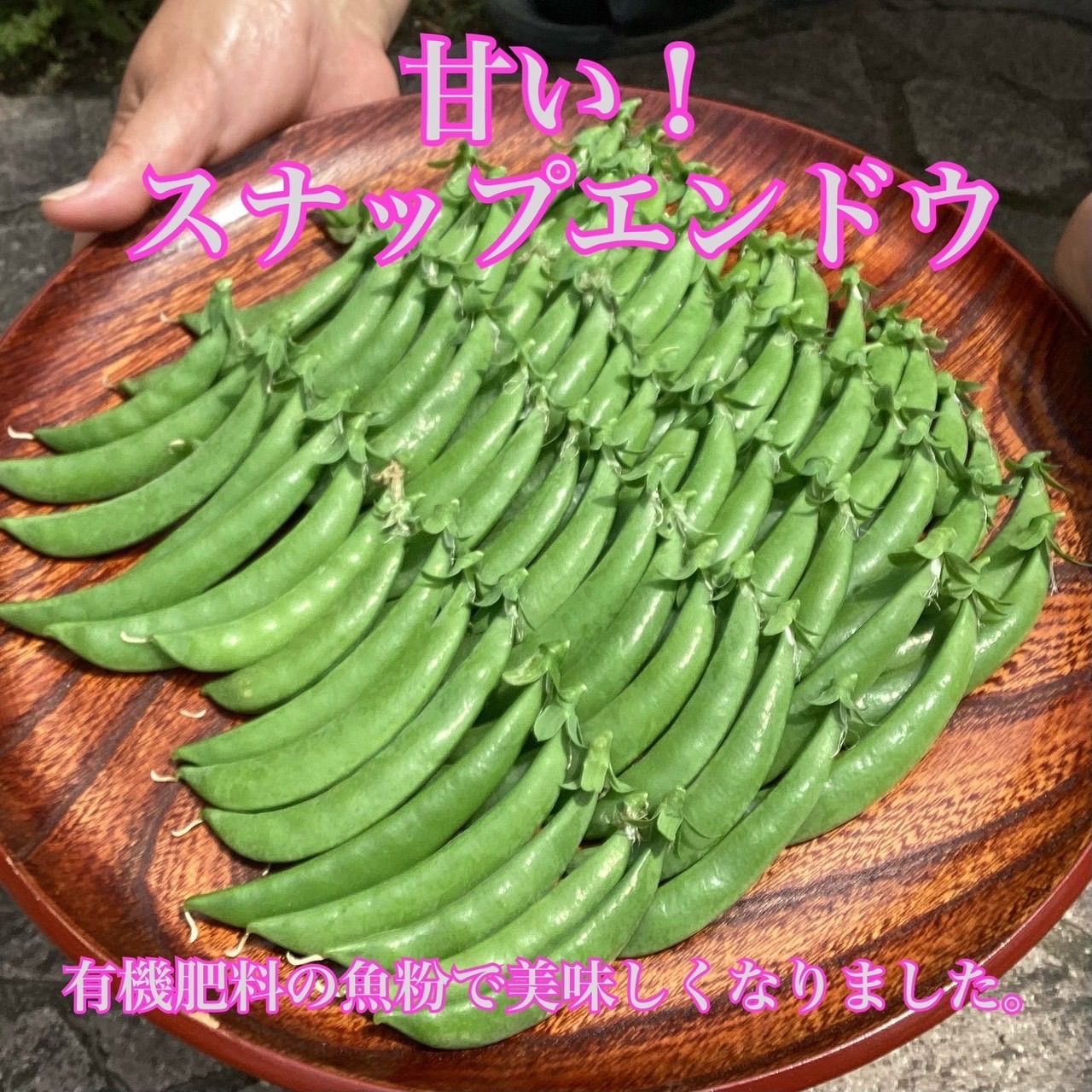 スナップえんどう 約5,800g 送料込(楽天市場】【ふるさと納税 スナップえんどう 約5,800g 送料込(楽天市場】【ふるさと納税