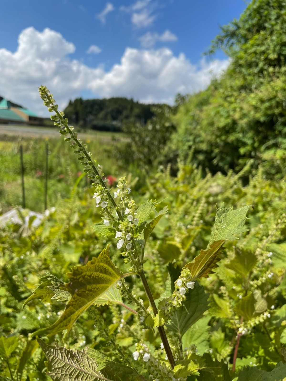 無農薬 青しそ（大葉）の種 2ml 約1000粒 キツツキファーム - メルカリ