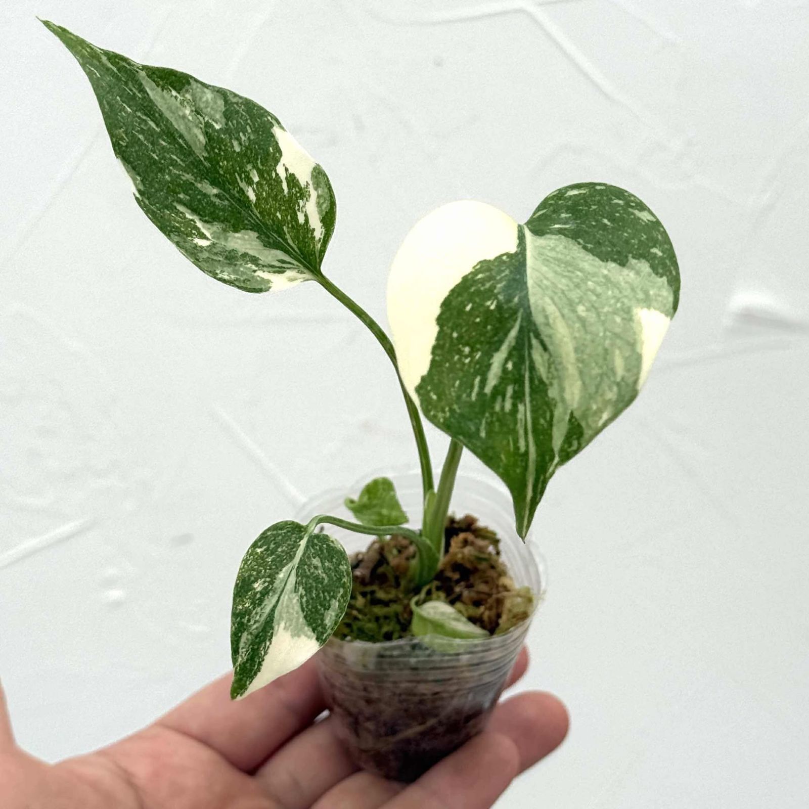 おまとめ2点　寄せ植え、斑入りモンステラmeroron＊mamaです。 ピンク斑入りモンステラ - 観葉植物 - 刺繍の入った鉢植え