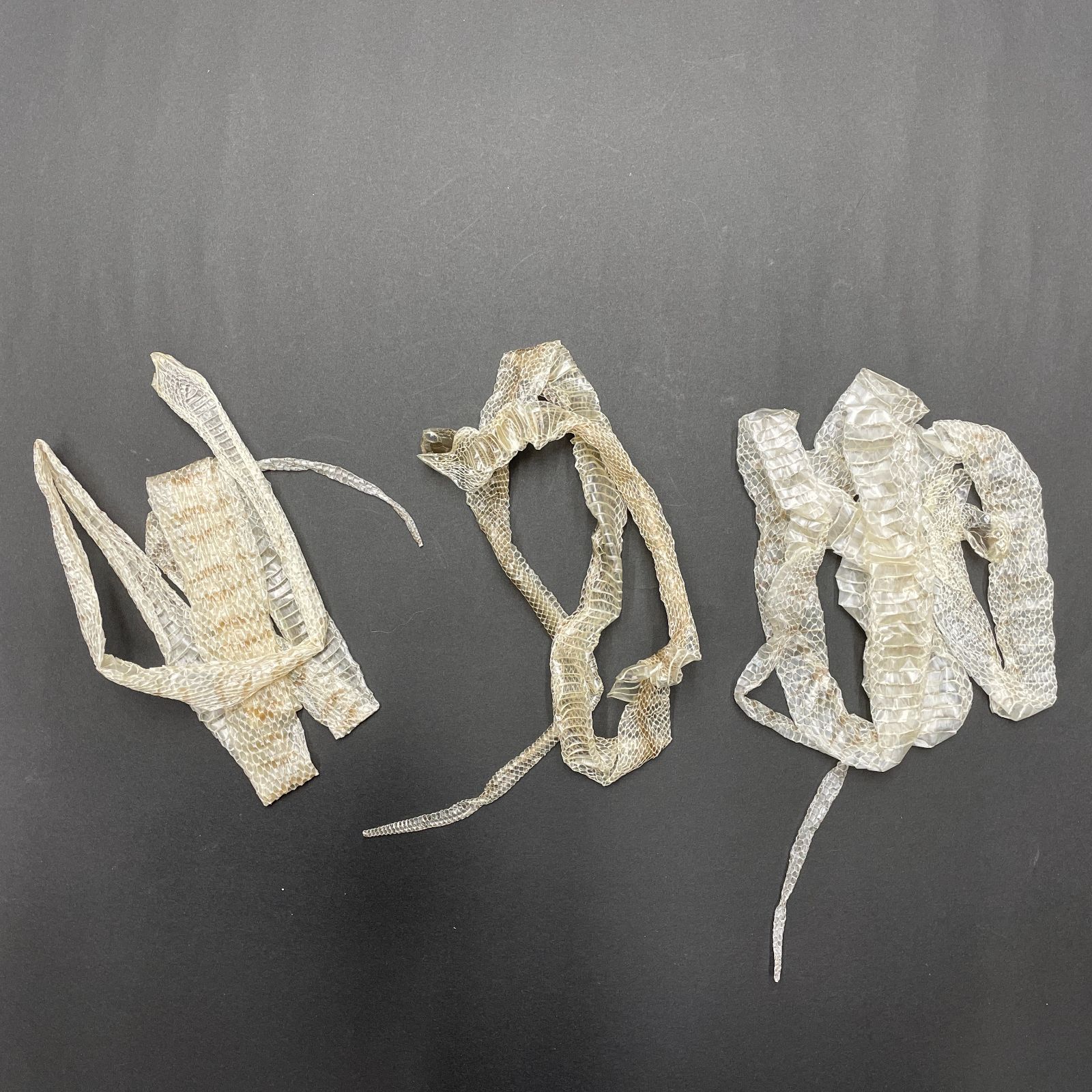 ち一さまオーダー＊白蛇抜け殻入りお守り＊5点 ストア ち一さま