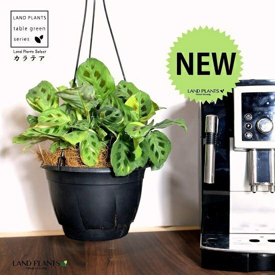 ラベニア ヤシ ファイバー鉢 お皿付き 【楽天市場】観葉植物 土隠し