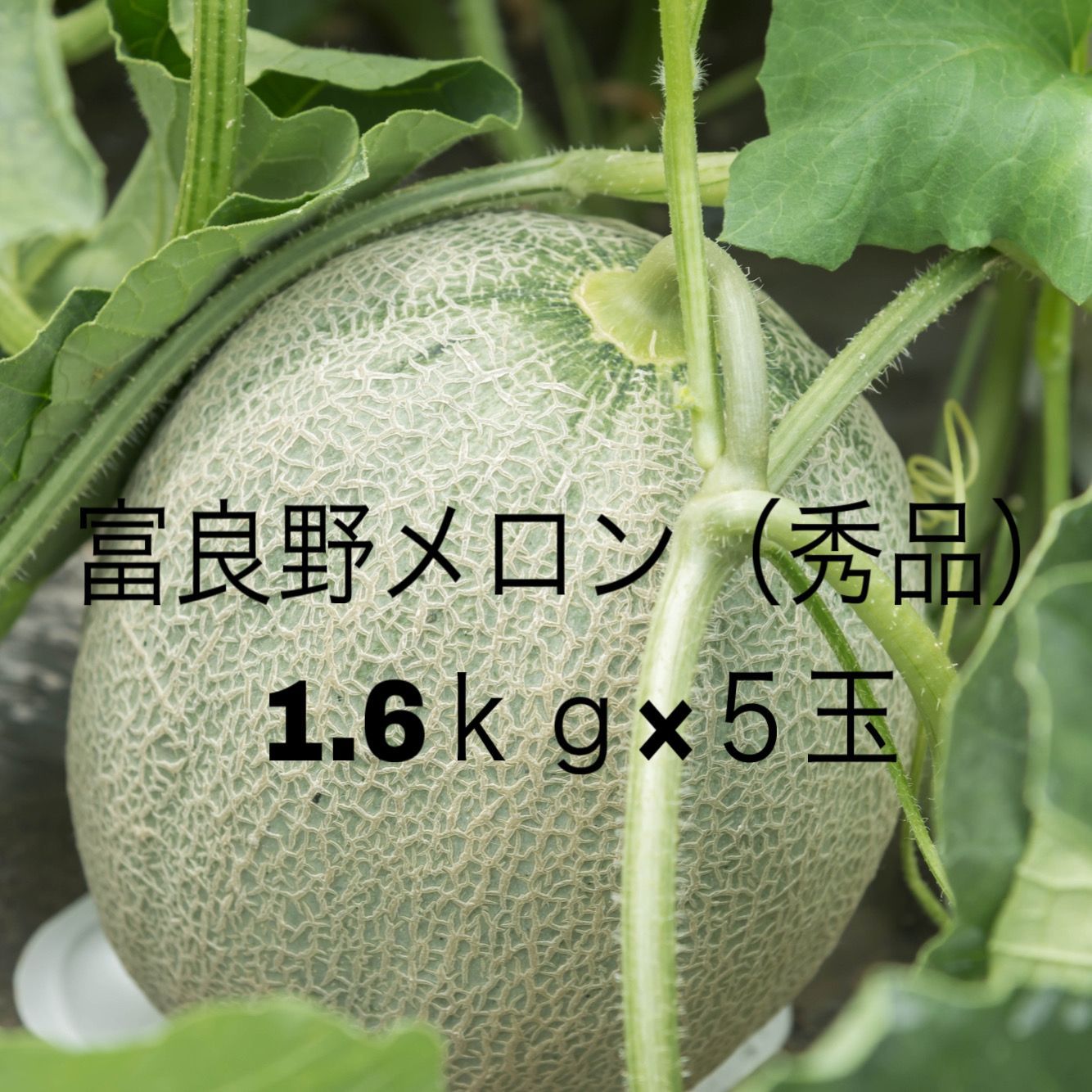 富良野産】富良野メロン(秀品)（大玉1.6kg×5玉 ）【のし対応可】 - メルカリ