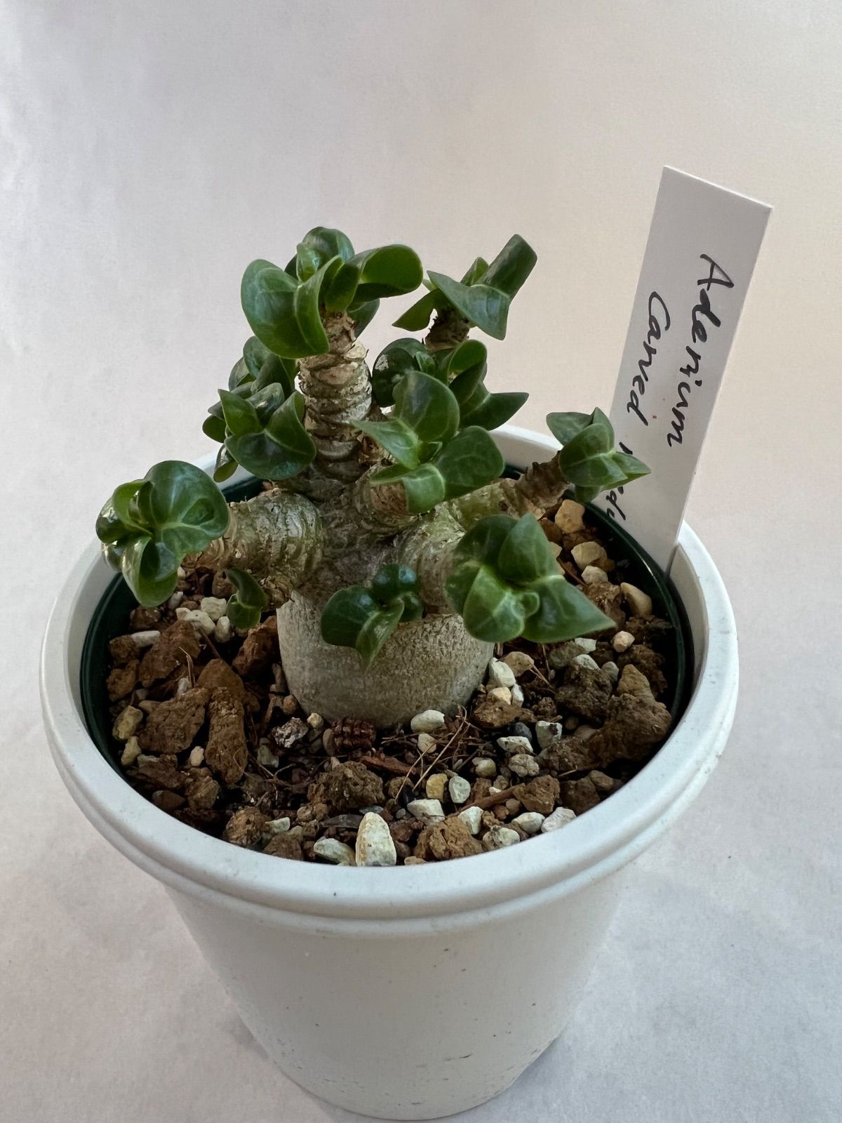【獅子葉/DHA】ドーセットホーン アデニウム メデューサ 鉢植え B-1 アデニウム メデューサD.H.A (獅子葉) + plantsmonsters pot 「Ad